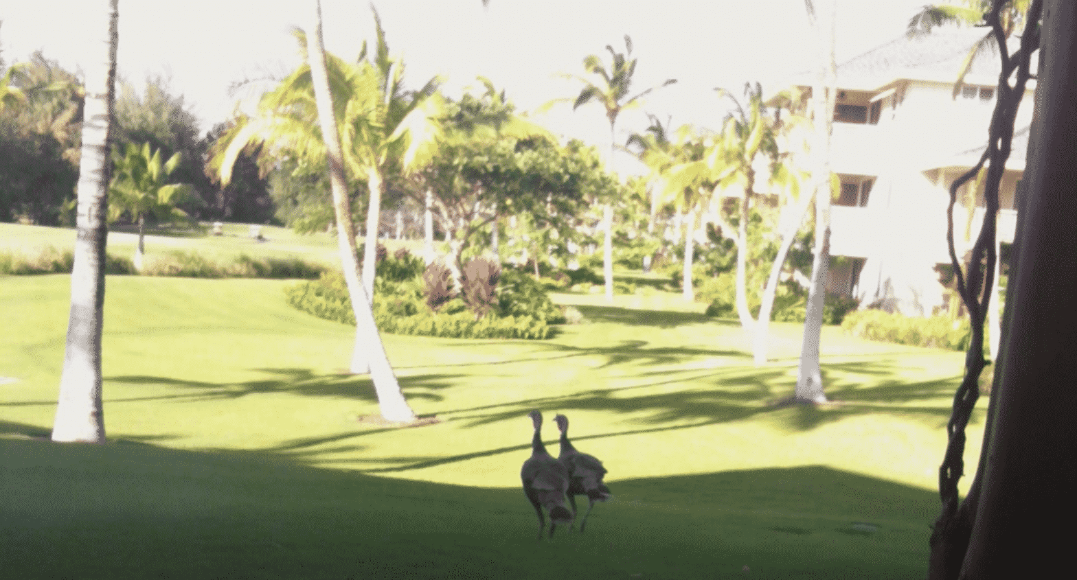 Wild Turkeys on the Big Island of Hawaii?